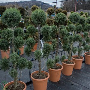 Cypruštek arizónsky (Cupressus arizonica) ´FASTIGIATA´ (-13°C) - výška 140-170cm, kont. C30L - POMPONS